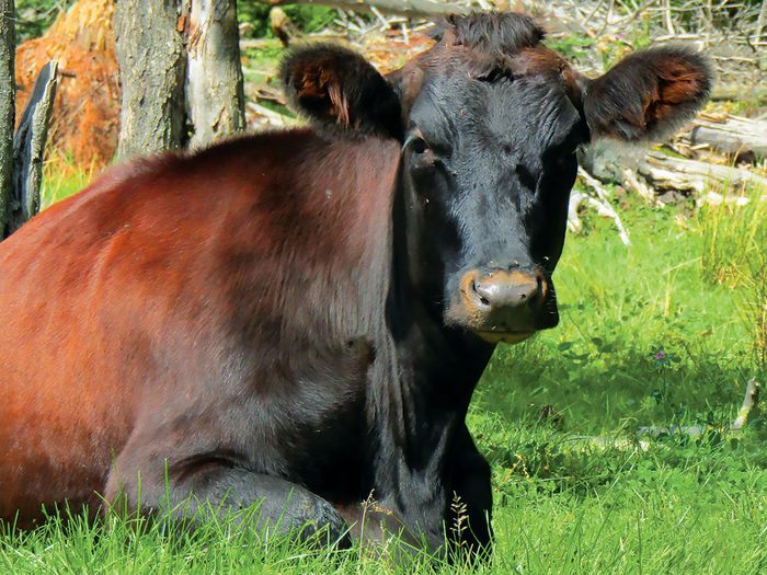 Canadienne Cattle