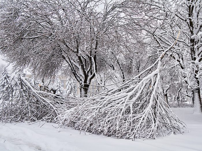 Weather facts - collapsed tree covered in ice 