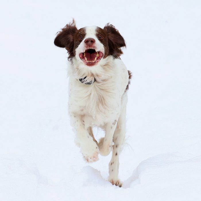 Brittany dog breed running through snow