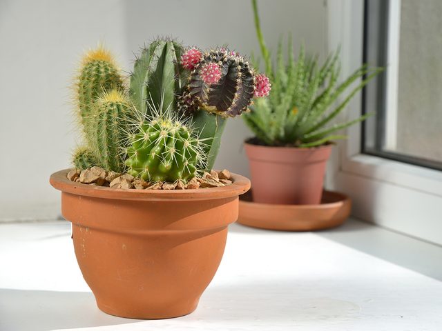 Cactus plants indoors