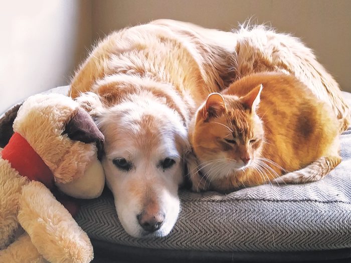 Cat And Dog Cuddling