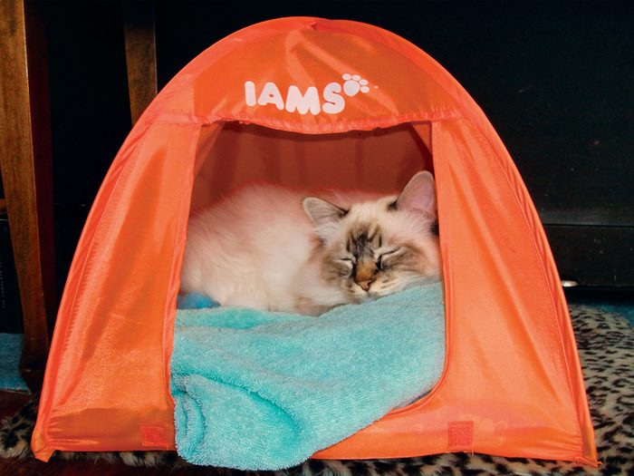 Cat Stories - Cat Sleeping In Tent