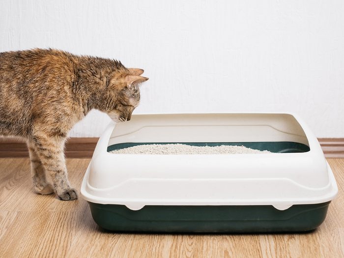 Cat sniffing litter box