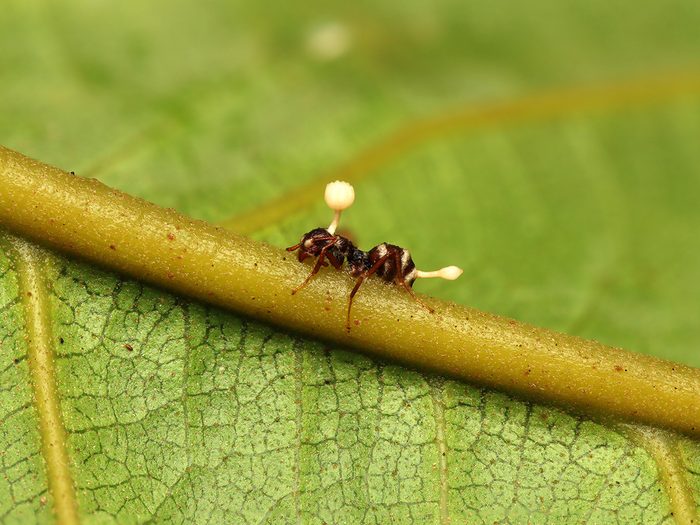 Mushroom Facts - ant infected with cordyceps