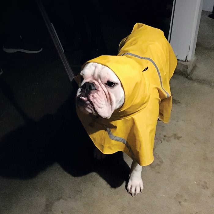Dog In Rainjacket