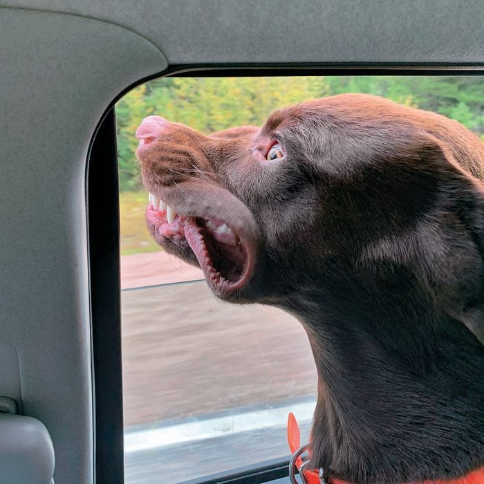 Dog Sticking Head Out Of Window