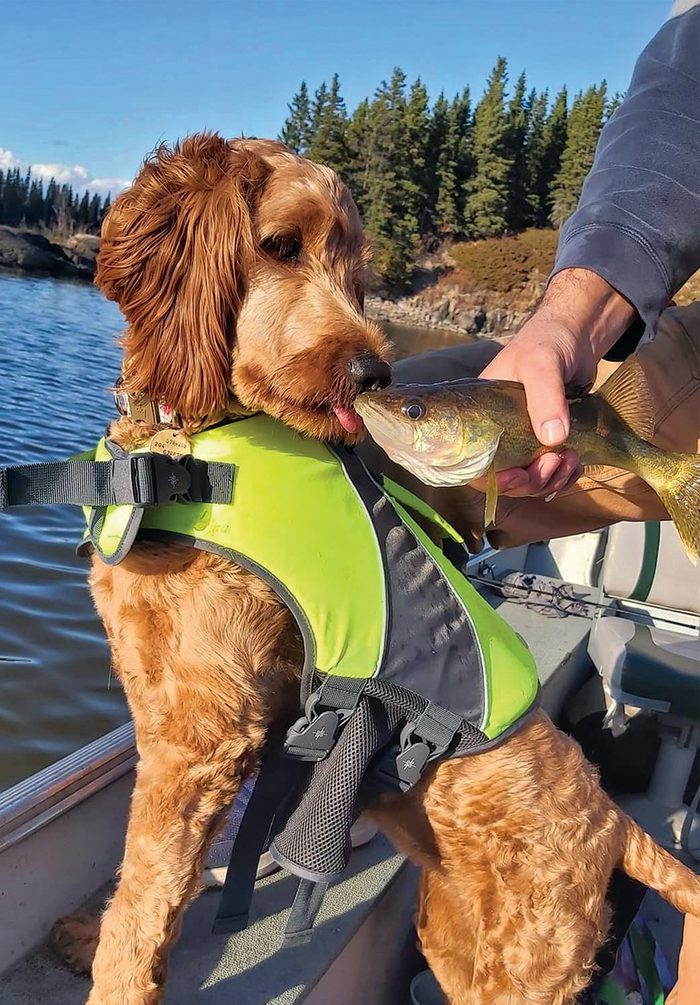 Goldendoodle In Fishing Boat