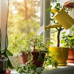 15 Good Luck Plants to Bring Fortune to Your Home