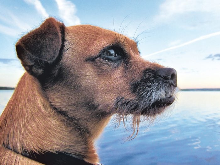 Heartwarming Dog Stories - Portuguese podengo pequeno