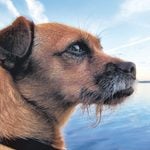 Heartwarming Dog Stories That’ll Make You Smile