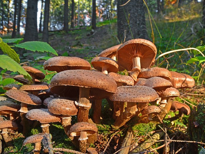 Mushroom Facts - cluster of large honey mushrooms