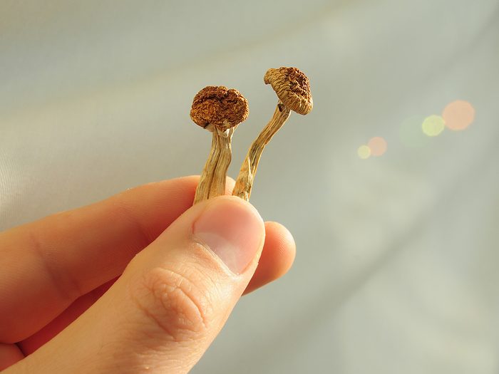 Hand holding two small mushrooms