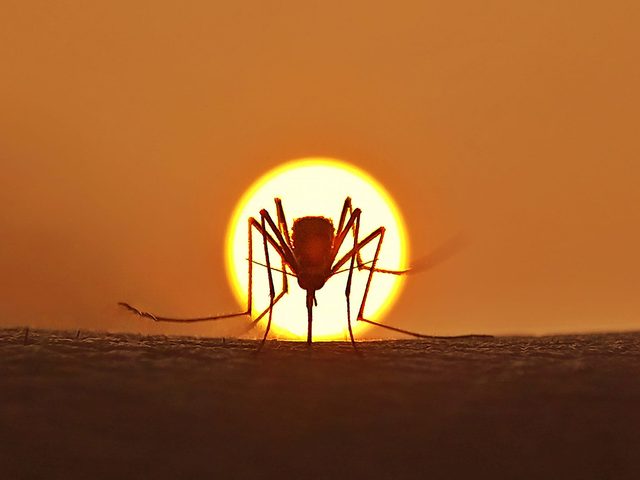 Mosquito summer sun