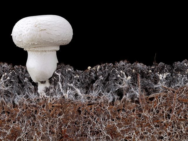 Mushroom Facts - mushroom mycelium
