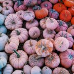 Where Are All of These Pink Pumpkins Coming From, Anyway?