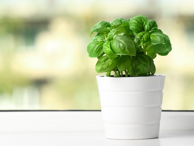 Potted basil plant