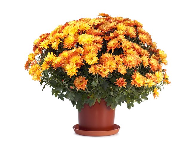 Potted mums