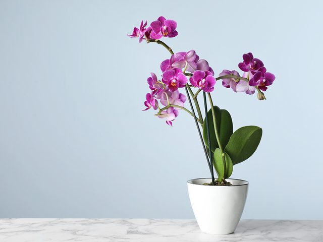 Purple potted orchid