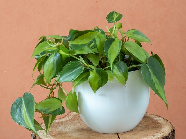 Potted philodendron plant