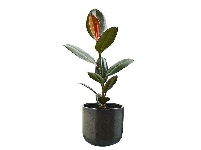Potted rubber tree