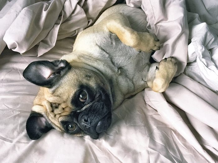 Pug In Bed