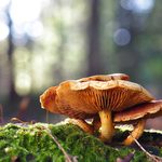13 Mesmerizing Facts About Mushrooms