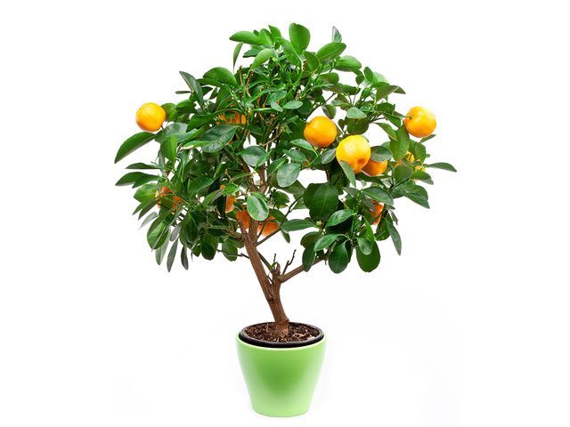 Small tangerine tree