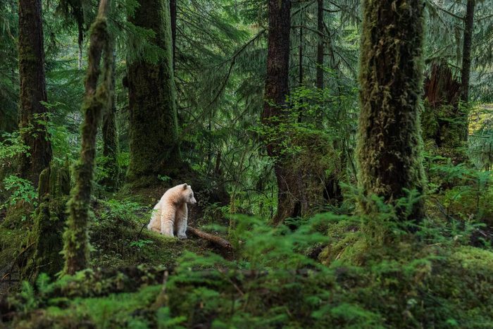Great Bear Rainforest - Spirit Bear