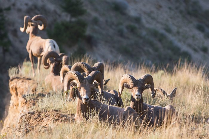 Radium Bighorn Sheep Rams