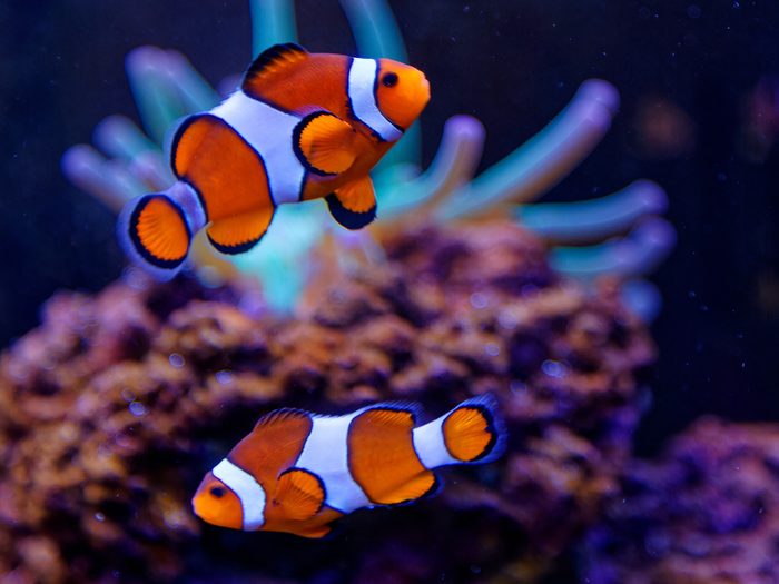Two clownfish