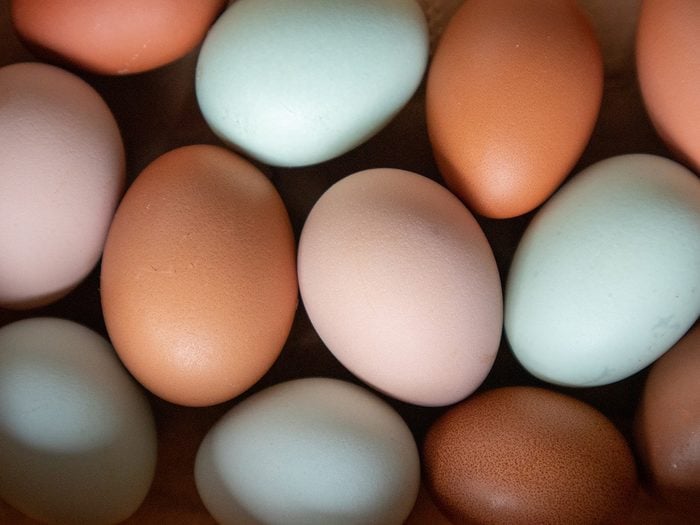 Facts About Eggs Four