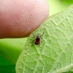 A Lyme Disease Vaccine Is Coming—Here’s What You Need to Know