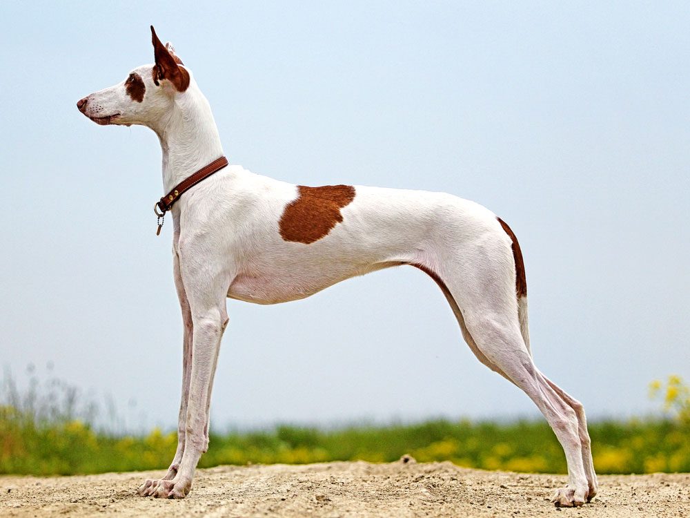 30 Awesome Dog Breeds You’ve Never Heard Of—Until Now