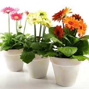 plants shui feng indoor bedroom gardening houseplants garden plant fairly gerbera unless far located bed flowers awesome tips tip note