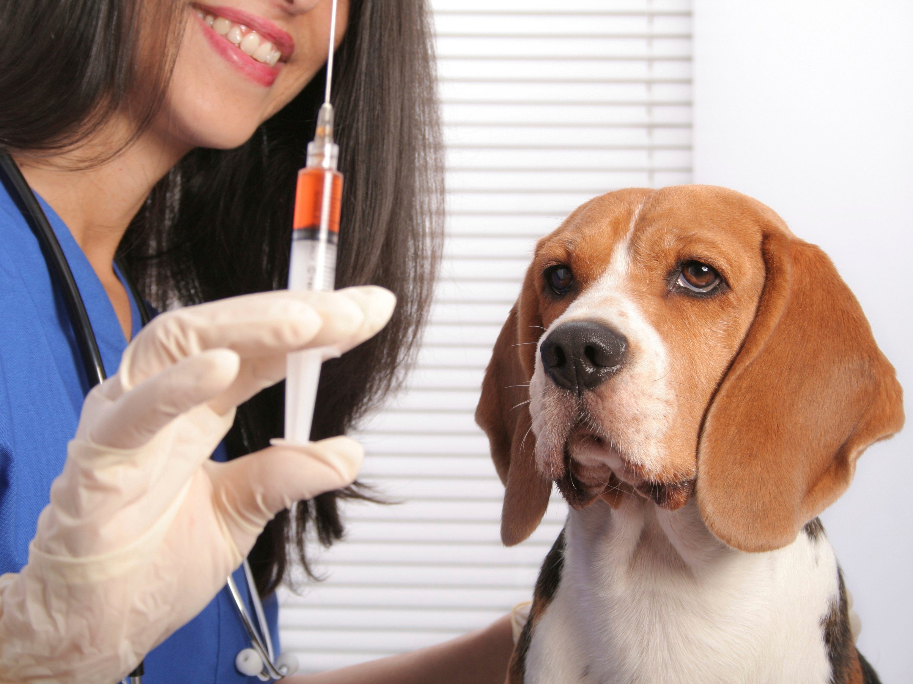 Pet Vaccination Guide