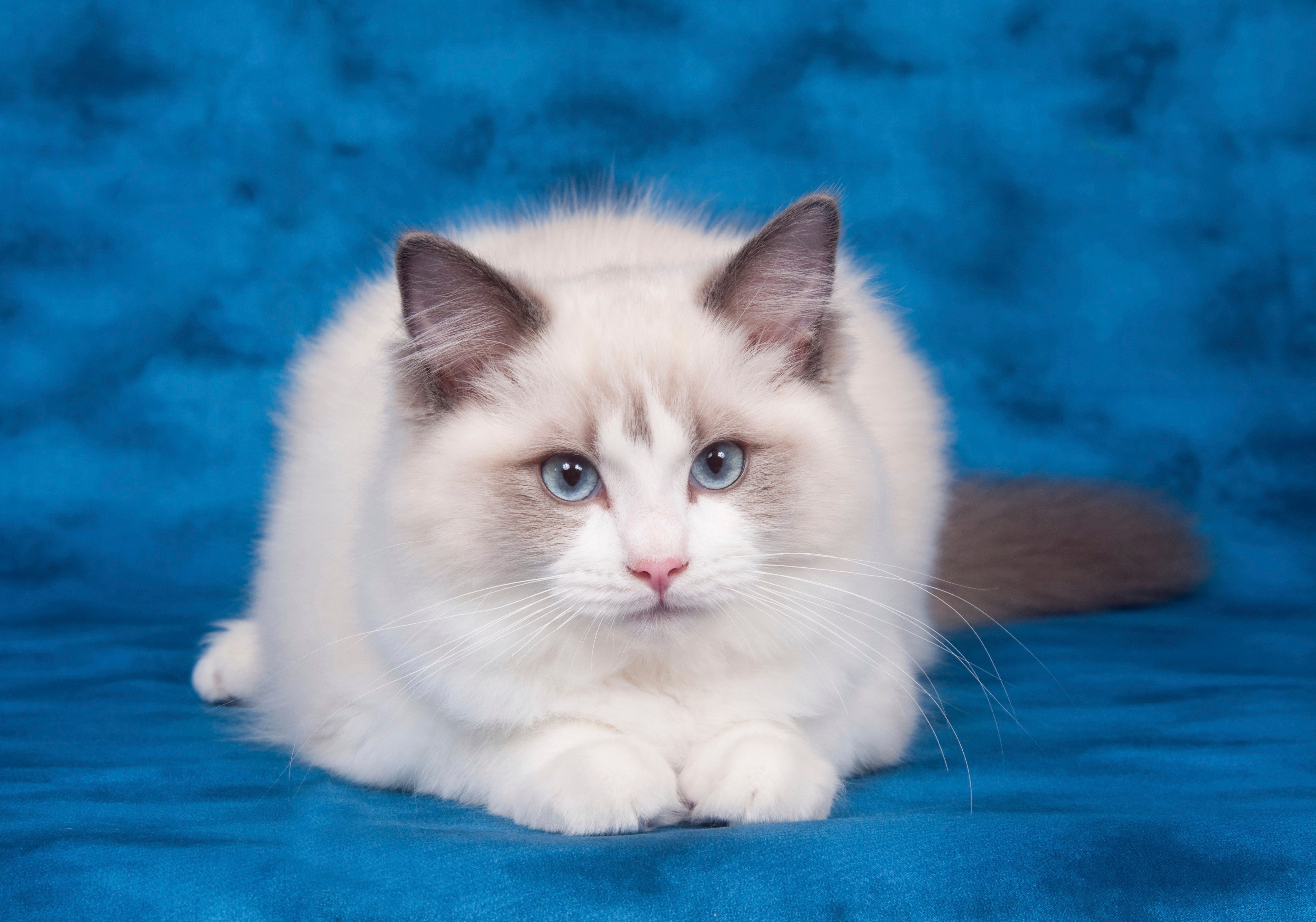 Choosing the Purrfect Ragdoll: Deciding on the Best Breed - catmags.com