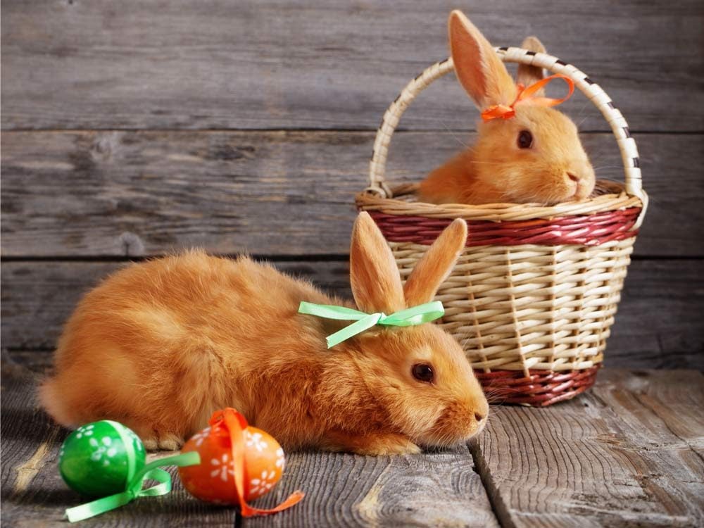 Easter Bunnies: Why Rabbits Became the Symbol of Easter