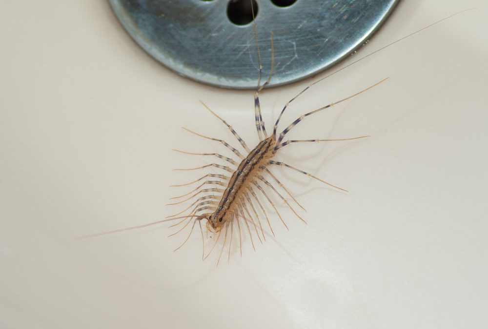 The 10 Most Disgusting House Bugs And How To Get Rid Of Them