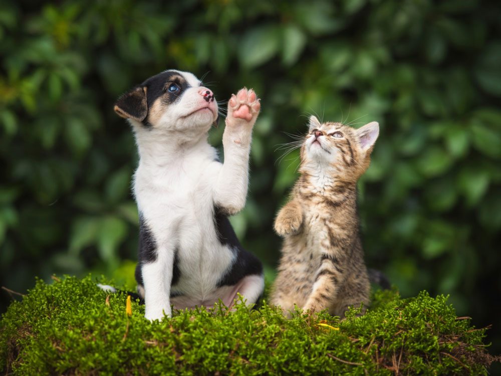 This Is What Dog and Cat Years Really Mean | Reader's Digest