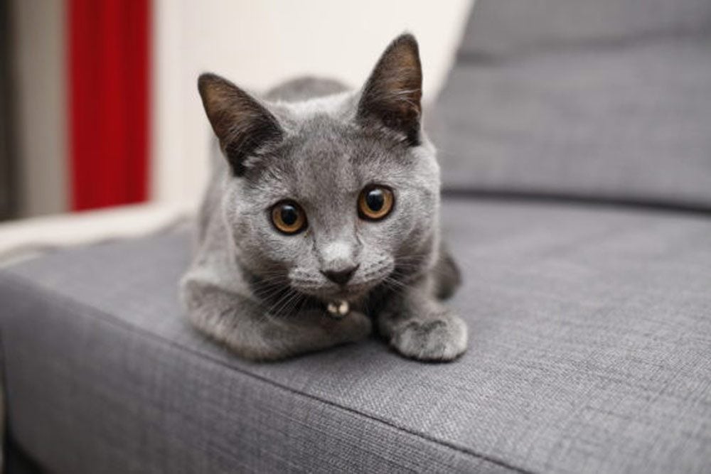 See the Cutest Cat Breeds as Kittens Reader's Digest