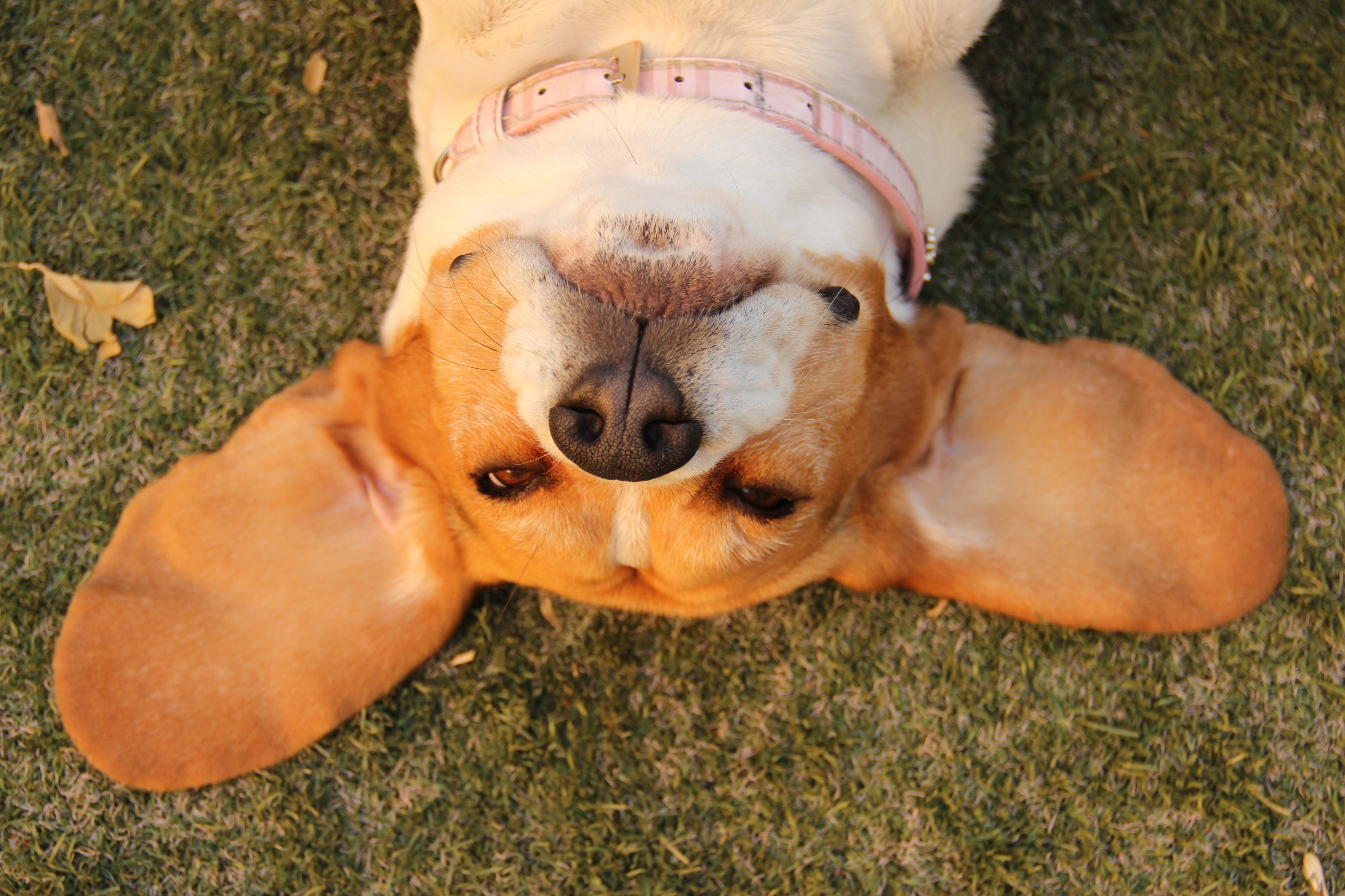 7 Signs Your Dog Could Have an Ear Infection | Reader's Digest Canada
