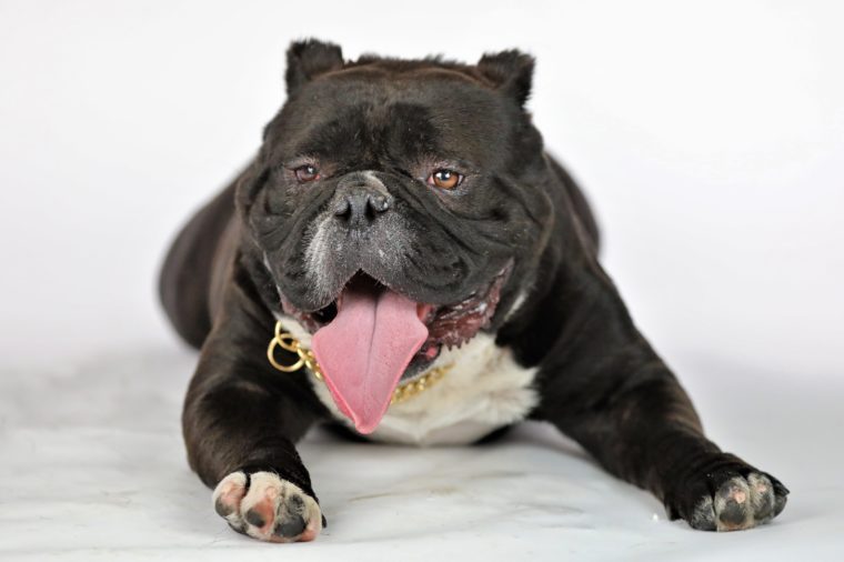 50 Ugly Dogs That Are Still So Darn Cute | Reader's Digest ...