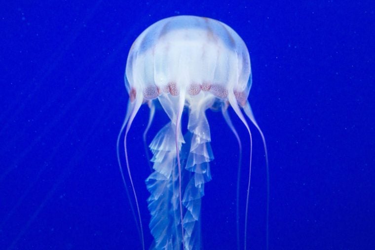 13 Weirdly Fascinating Facts About Jellyfish | Reader's Digest Canada