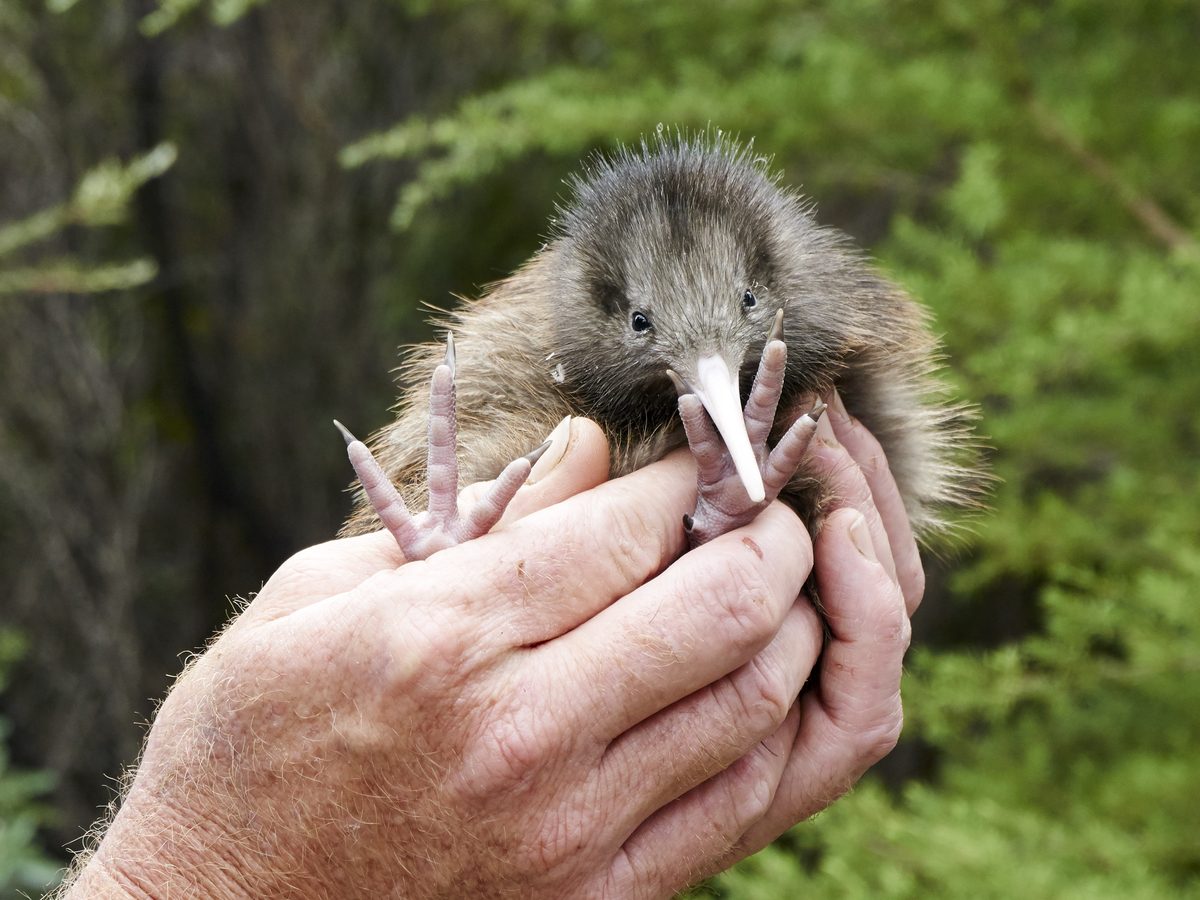 The Kiwi Bird is Under Threat—Here's How New Zealand Is Trying to Save It
