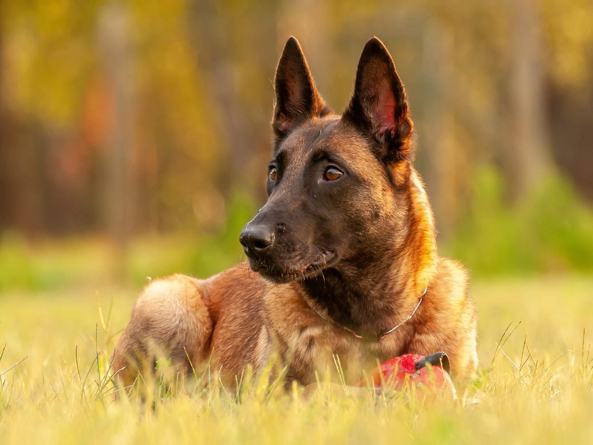 Good news - Belgian malinois shepherd dog