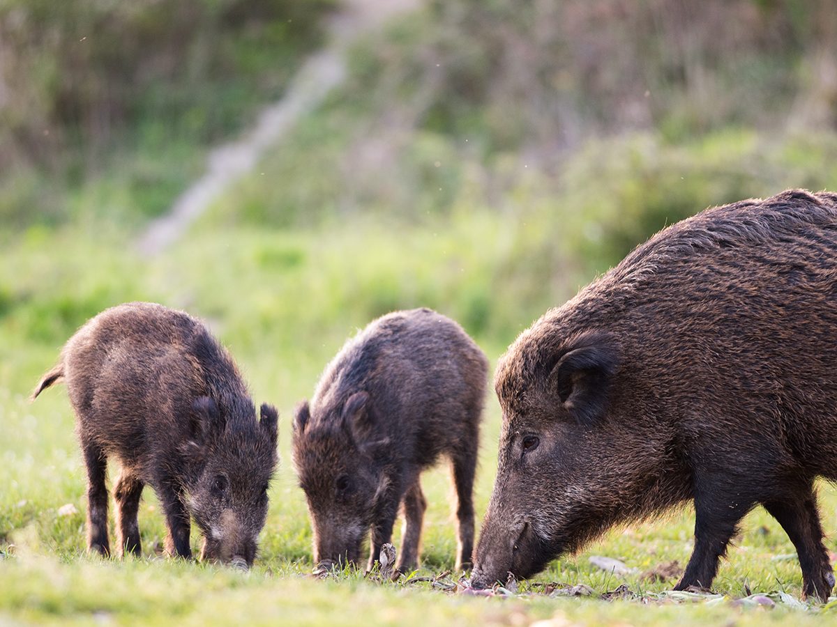 Good news - wild boars of Italy