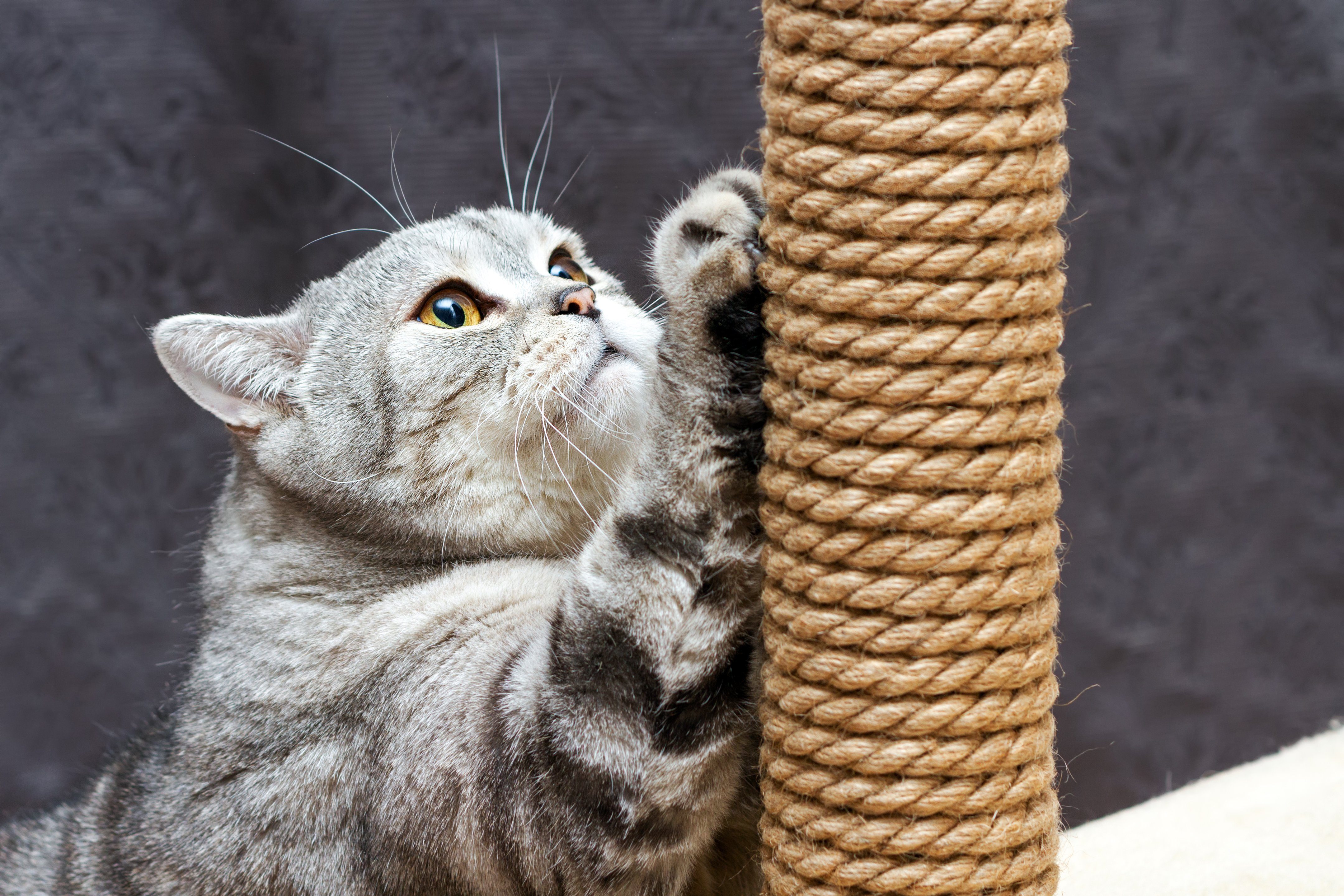 17 Things Your Cat Actually Wants from You | Reader's Digest Canada